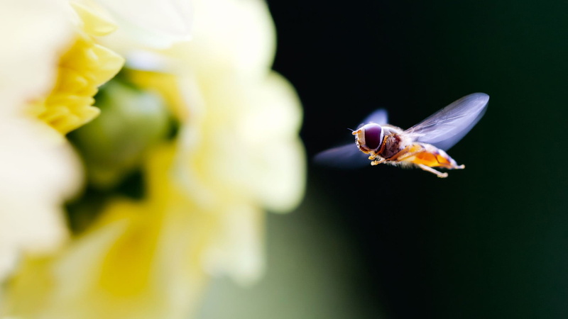 fresh, animals, nature, flower head, petals, close-up, selective focus, leaf, one animal, branch, coil, petal, color, beauty in nature, pollination, season