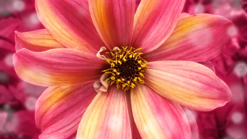 spring, daisy, gift, growth, close-up, petals, vulnerability, day, focus on foreground, inflorescence, color, life, beauty in nature, botany, bloom, plant