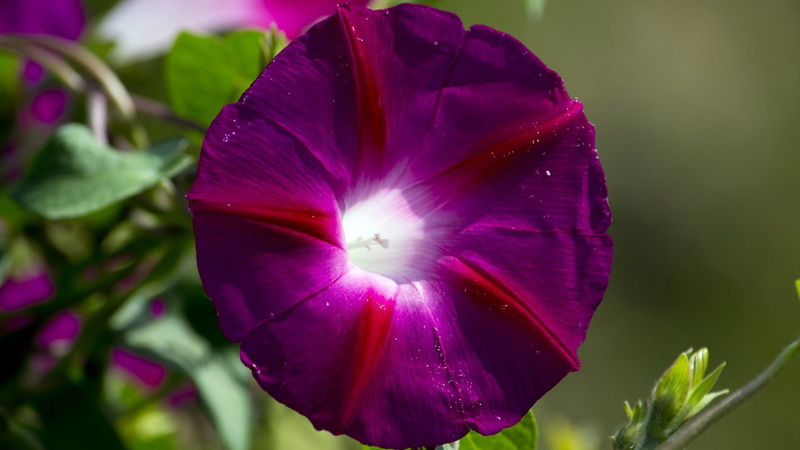 focus on foreground, blossom, flowering plant, close-up, botanical, fragility, inflorescence, purple, nature, garden, close, coil, blooming, vulnerability