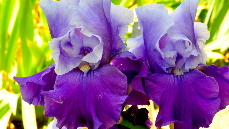 purple, leaf, botany, herb, design, petal, flower head, inflorescence, pink, gardening, iris - plant, flower, freshness, coil, flowering plant, plants