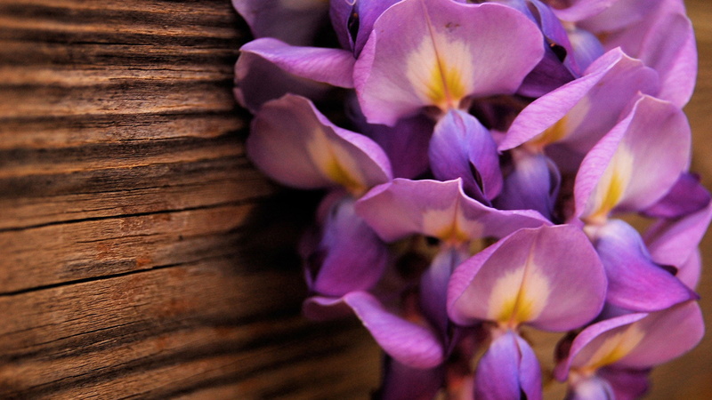 spring, flora, leaves, flower arrangement, botanical, flowering plant, bunch of flowers, bloom, growth, garden, natural, fresh, season, inflorescence, blooming