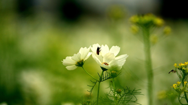 color, fresh, flowering plant, outdoors, leaves, flower head, closeup, spring, garden, seasonal, close-up, cabbage butterfly, life, branch, nature, plant