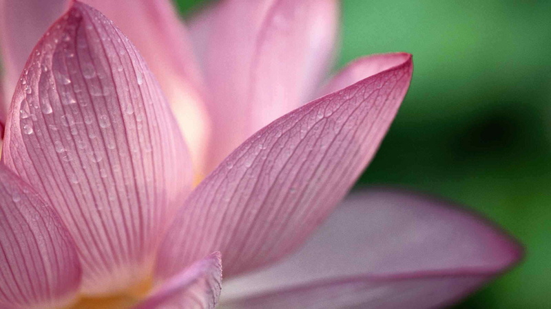 summer, close, outdoors, freshness, garden, natural, nature, flower head, plant, close-up, colorful, flowering plant, petal, pink color, petals, blossom