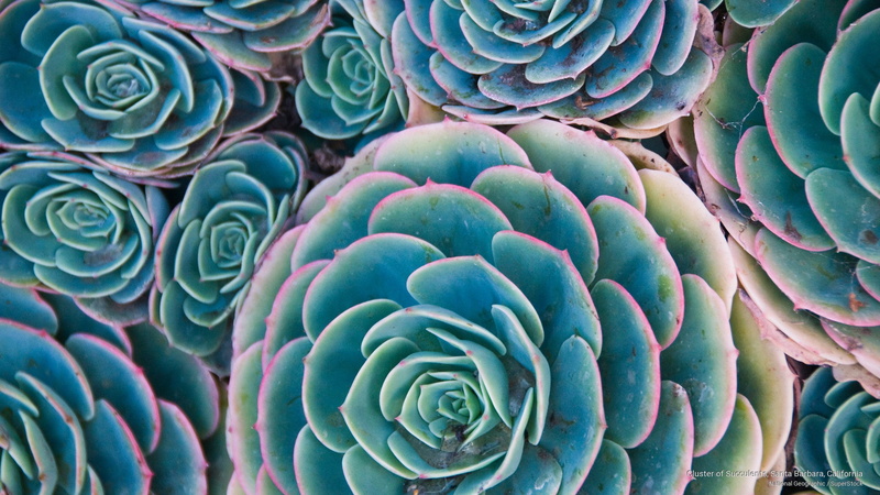 cluster, succulents, santa, barbara, 2K, california, Flowers/Gardens