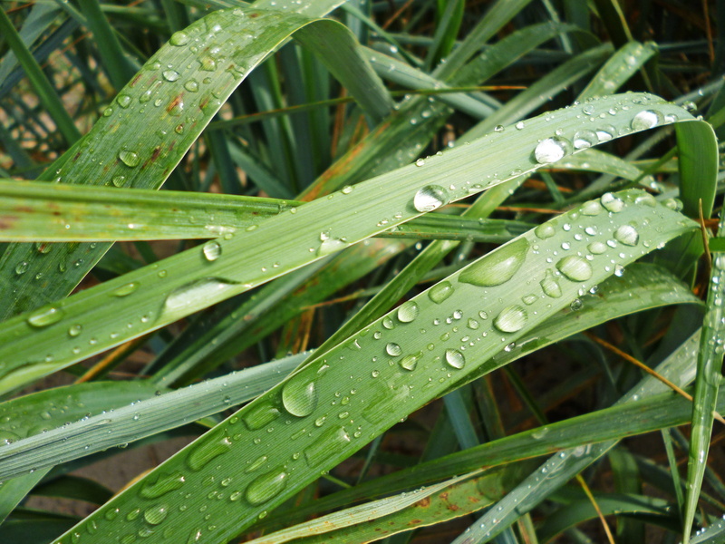 leaves, rain, green color, plant part, dew, no people, raindrop, drops, drop, plant, close-up, grass, growth, water, purity, wet, nature, blade of grass