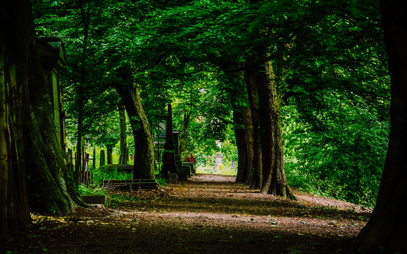 no people, scenics - nature, outdoors, woodland, land, park, uk, forest, tranquil scene, tranquility, summer, cemetery, sheffield, plant, beauty in nature