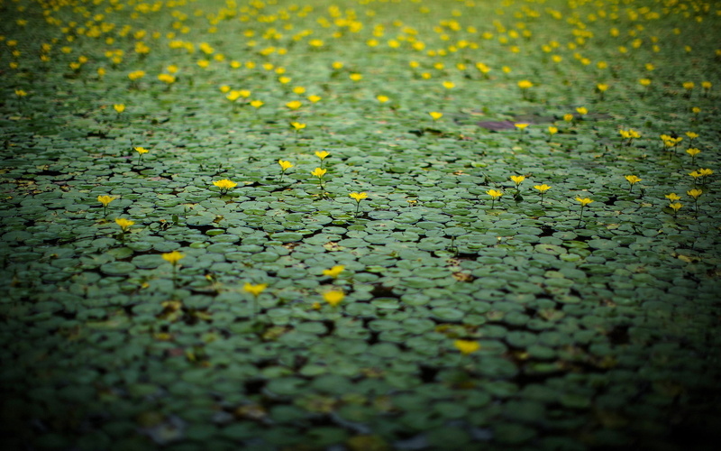 contrast, water, lily, flowers, 1080P, macro, lillies, pond, plants, lakes, nature, geen