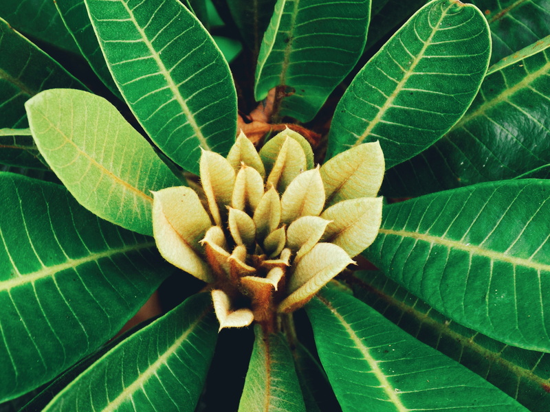 flowering plant, growth, geen, 4K, lake, sky, beautiful, flowers, trees, beauty in nature, leaf vein, plant, flower, nature, plant part, love, vulnerability