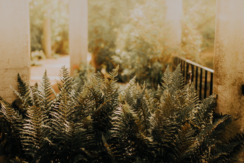 leaf, green color, land, geen, abies, plant, close-up, flower, coniferous tree, sunlight, no people, flare, floral, day, bush, white, moss, outdoors, nature