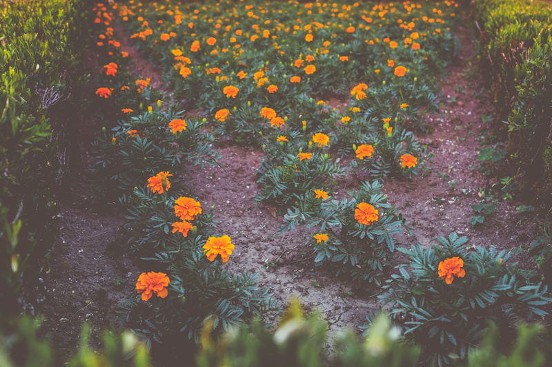 land, portugal, garden, field, mafra, flowering plant, outdoors, growth, day, 4K, flowerbed, freshness, close-up, no people, petal, selective focus, flower
