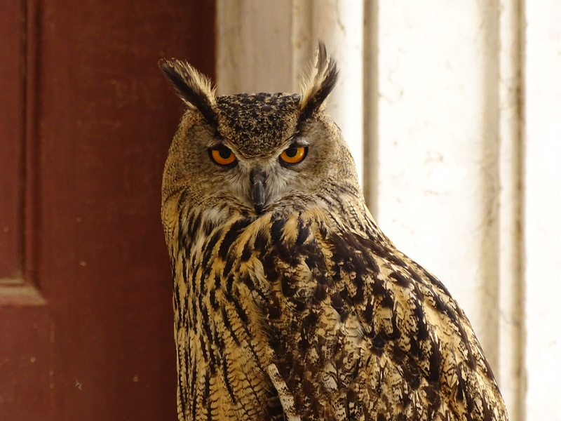 owl, close-up, outdoors, animal head, animal eye, one animal, wall - building feature, 5K, looking at camera, bird, no people, mafra national palace, vertebrate