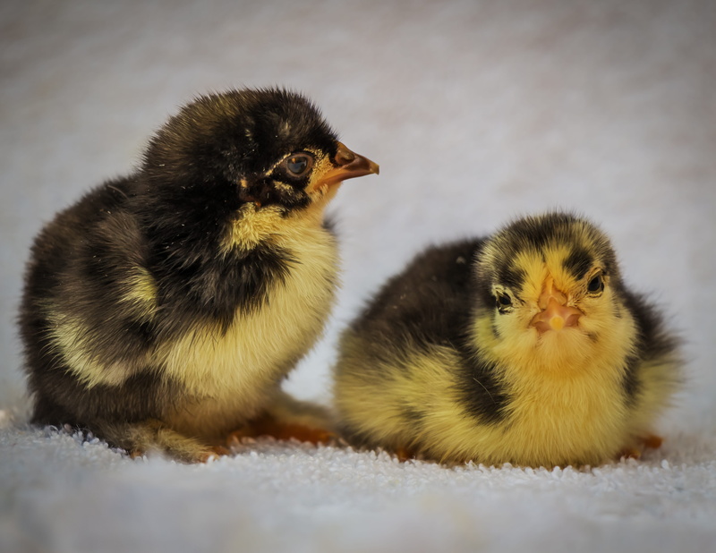 animal family, domestic, young bird, pets, mammal, animal themes, domestic animals, feathered, winged, nature, black, 5K, selective focus, close-up, yellow