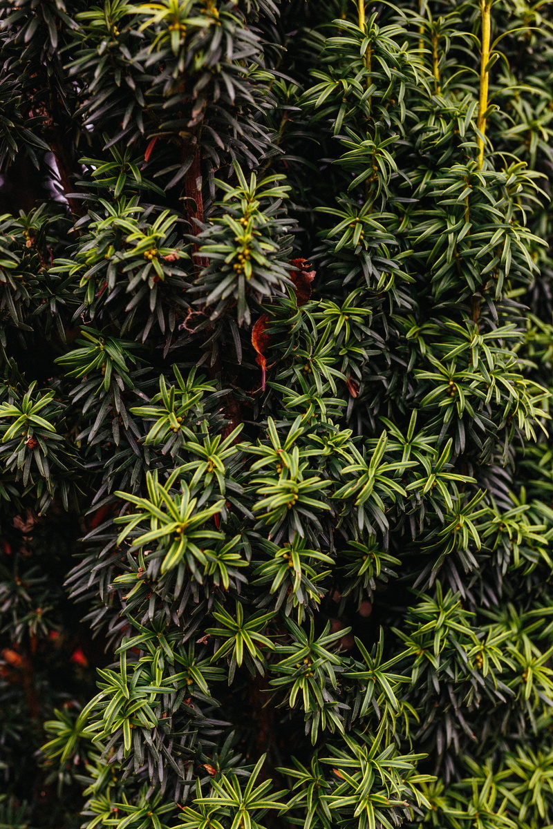english, tranquility, seasons, united kingdom, leaf, rhs garden harlow carr, coniferous tree, plant, foliage, food and drink, natural, tree, day, garden