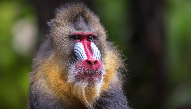 outdoors, no people, animal, nature, mammal, forest, animal themes, animal hair, baboon, rainforest, monkey, tropical rainforest, animals in the wild, animal head