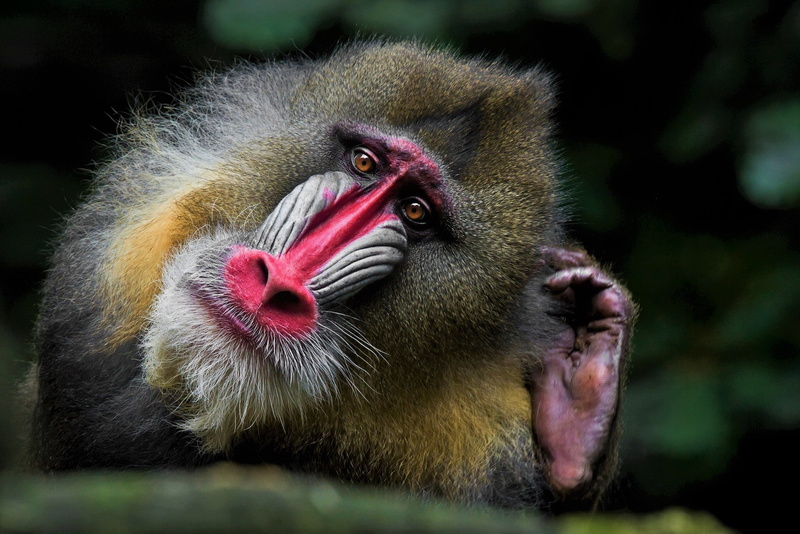 1080P, Monkeys, Wildlife, Animal, Mandrill, Colorful