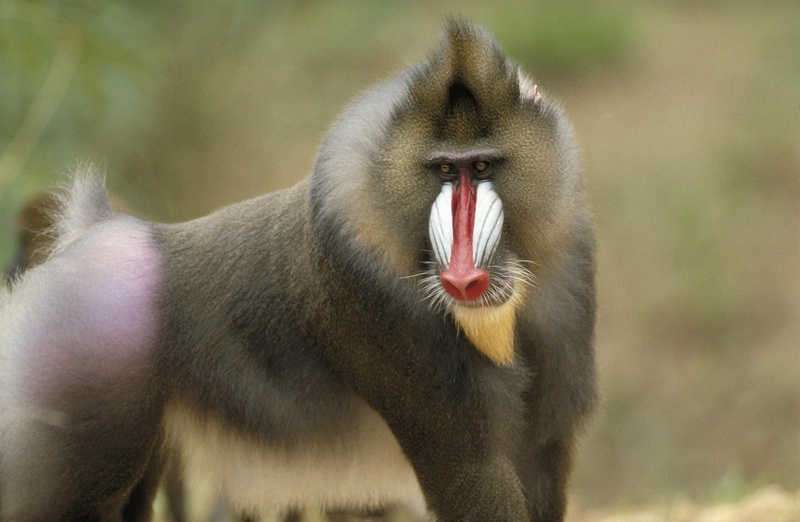 anger, mouth open, animal, monkey, animal mouth, mammal, animal head, primate, animal wildlife, baboon, one animal, Animals, close-up, mouth, outdoors