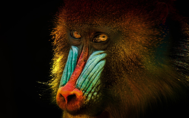 1080P, mandrill, monkey, face