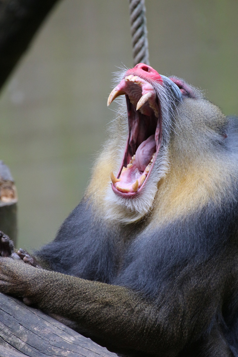outdoors, one animal, mandrill, focus on foreground, day, zoo, monkey, animal teeth, animal head, primate, yawning, teeth, animals in the wild, facial expression