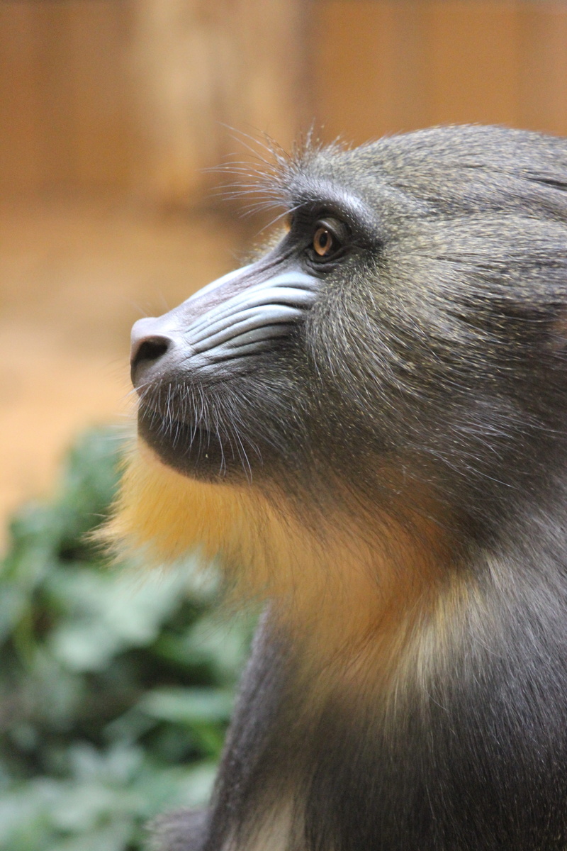 close-up, monkey, wild, snout, no people, animal head, animal eye, profile view, ape, animal mouth, animal body part, animal hair, animal themes, zoo, looking