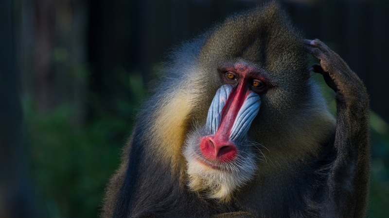 5K, monkey, background, wildlife, primates, animals, mandrill, face
