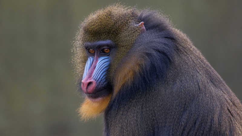 mandrill, monkey, animals, 5K, mammals, face, wildlife, background, primates