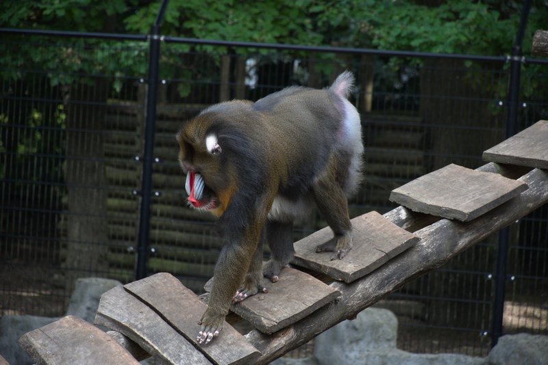 day, wood - material, animals in captivity, mammal, no people, animal, fence, outdoors, nature, animal themes, barrier, monkey, focus on foreground, mandrill