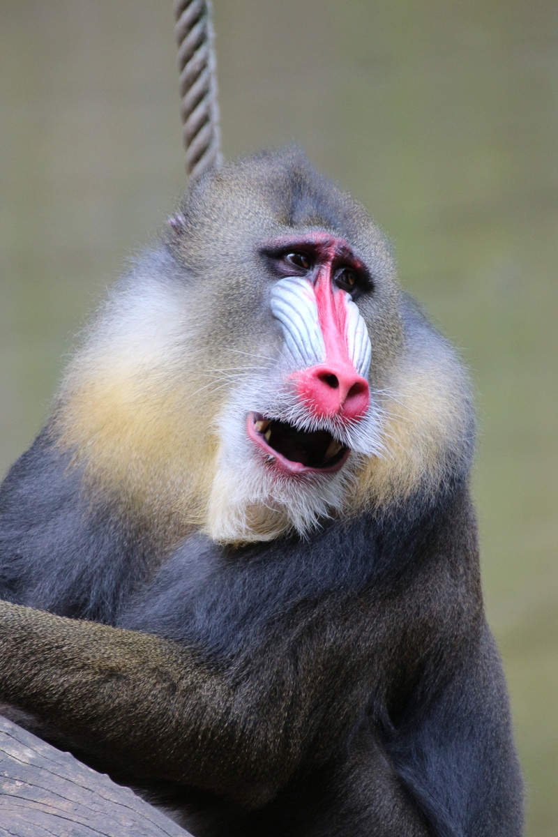 portrait, baboon, looking at camera, one animal, focus on foreground, ape, outdoors, 5K, day, animal, vertebrate, nature, mouth open, mandrill, mammal