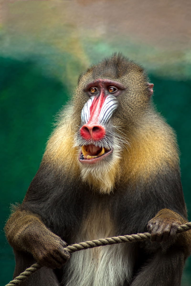 focus, ape, focus on foreground, animal hair, dangerous, close-up, mandril, animal wildlife, outdoors, animals in captivity, vigilant, one animal, vertebrate