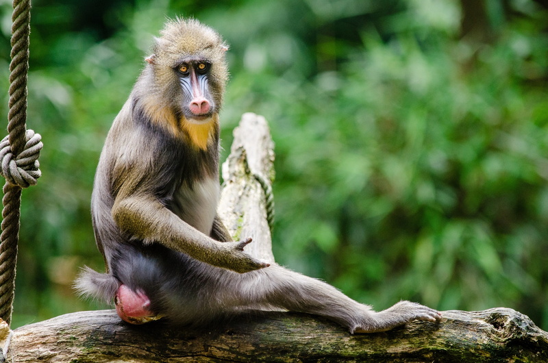 eating, day, tree, sitting, branch, mandrill, brown, zoo, nature, wildlife, mammal, perched, plant, outdoors, hairy, animal wildlife, looking, people, one animal