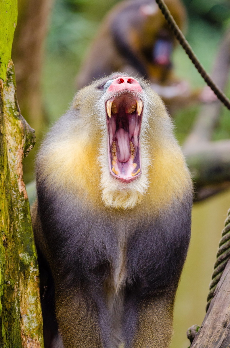 animal teeth, animal wildlife, 1080P, selective, baboon, day, close-up, animal mouth, hairy, colorful, focus, mandrill, photography, aggression, monkey