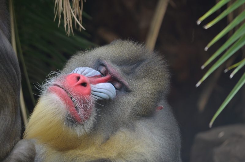 nature, outdoors, day, safari, animal, animal wildlife, vertebrate, 2K, zoo, japanese macaque, africa, monkey, animal themes, cute, ape, relaxation, mammal