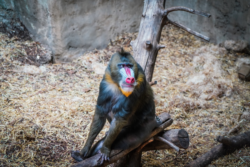 outdoors, red nose, zoology, ominivoure, tree, leopard, monkey, eating, one animal, wildlife, sitting, animal wildlife, primate, ape, day, no people, nature