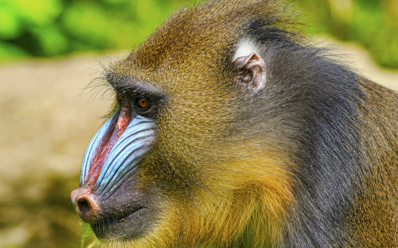 Mandrill, 4K, Animal, Monkeys