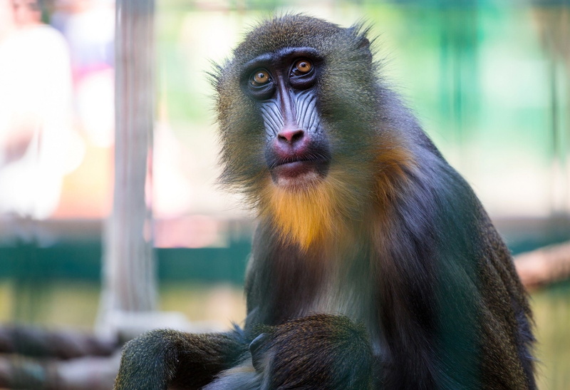 Monkeys, Mandrill, 1080P