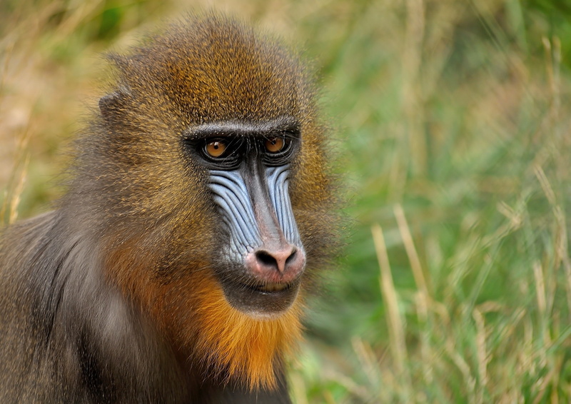 face, monkey, mandrill, 1080P