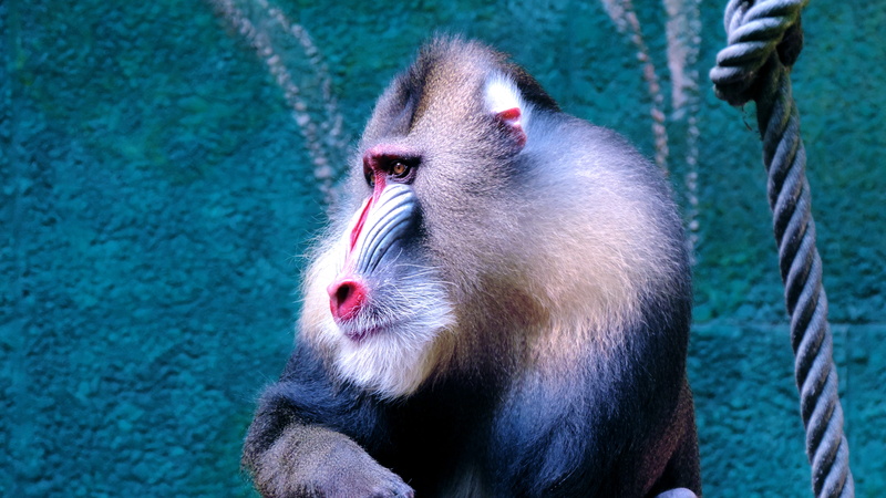 animal, nose, family, forest, baboon, fur, rope, macaque, wilderness, mandrill, willdlife, zoo, wall, mother, tropical Rainforest, green, 4K, beside, wildlife