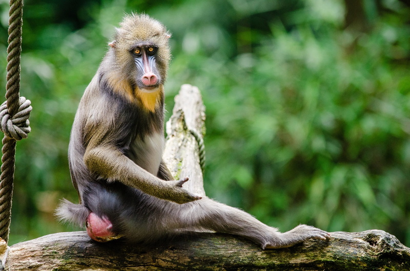 plant, forest, animals in the wild, outdoors, wild, zoo, nature, mammal, mandrill, day, hair, tree, baboon, animal, vertebrate, sitting, monkey, animal wildlife