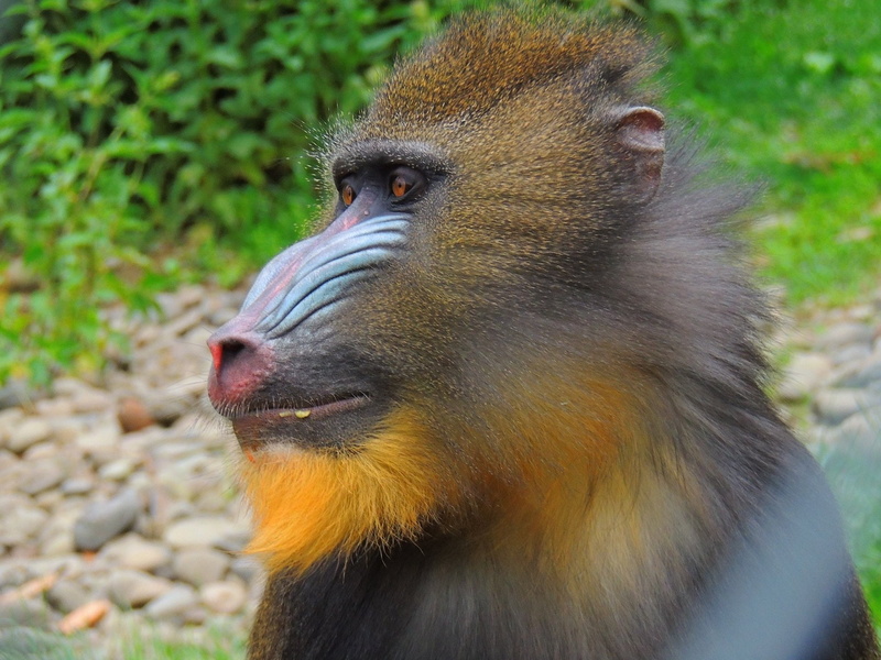 snout, one animal, animal wildlife, Mandrill, focus on foreground, baboon, rainforest, looking, hair, day, mammal, no people, animals in the wild, animal themes
