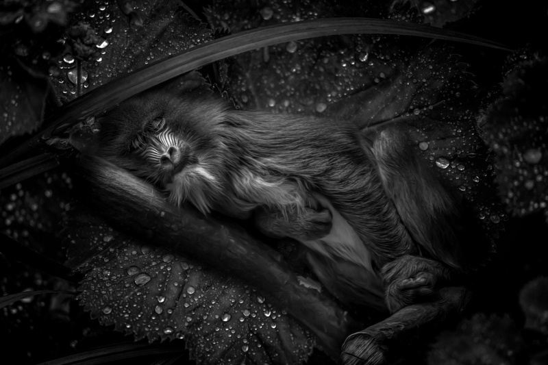 Mandrill, Monkeys, Monkey, Black and White, 1080P