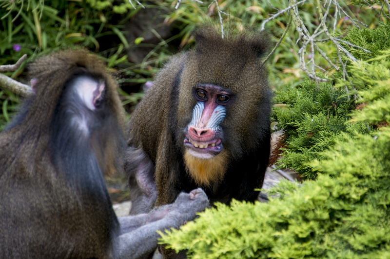 teeth, outdoors, baboon, animal wildlife, nature, san francisco zoo, united states, mandrill, no people, zoo, tree, plant, animals in the wild, selective focus