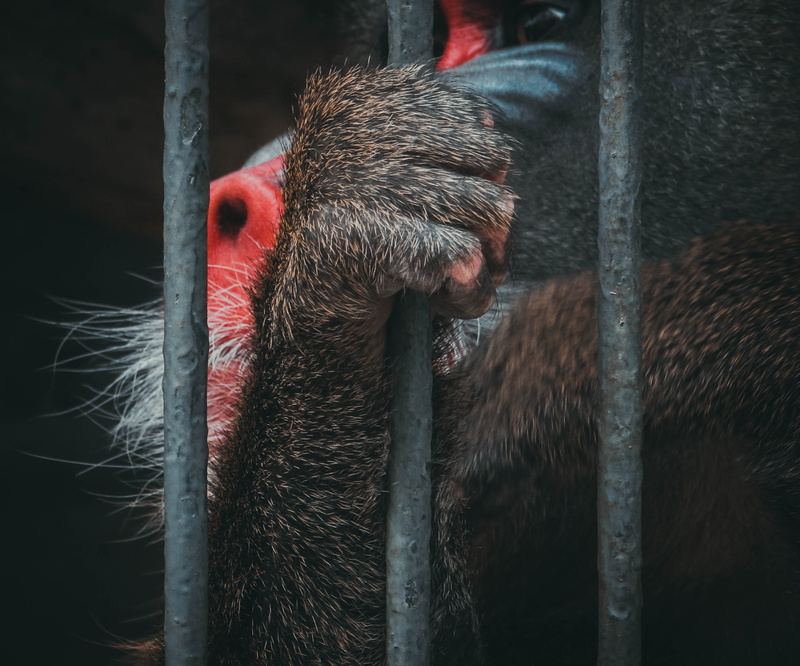 arm, animal head, one animal, beak, zoo, mammal, animal eye, vertebrate, Mandrill, animal body part, animal, bird, cage, day, animal family, monkey, animals in the wild