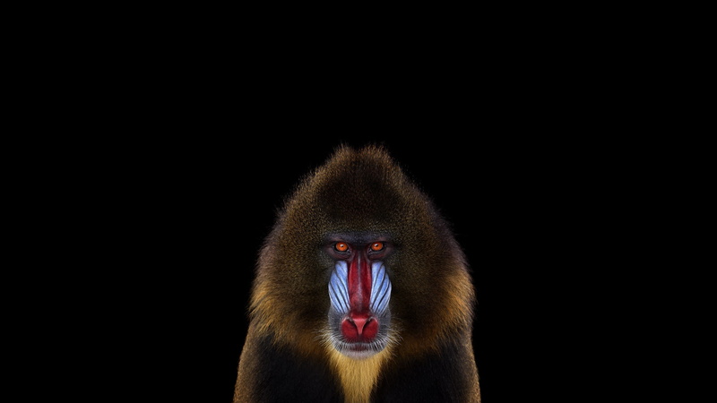 Simple Background, Mandrill, 2K, monkeys, Mammals, photography