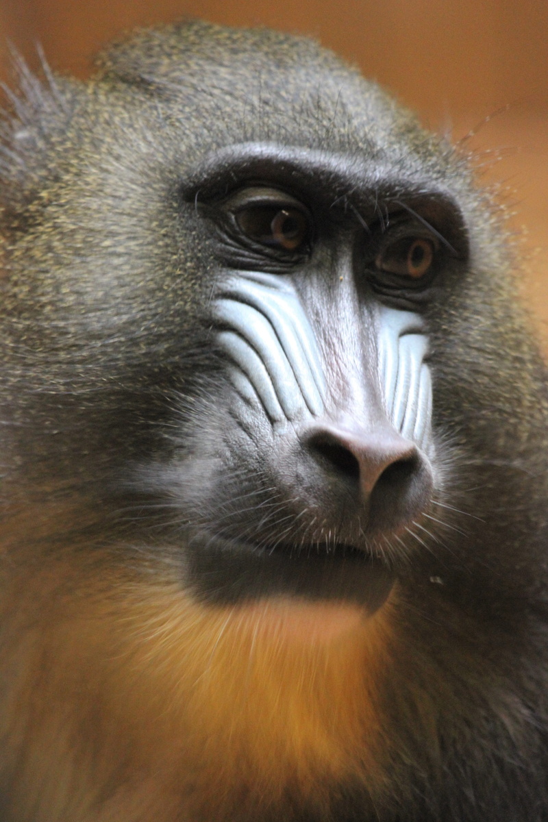 day, 5K, looking, primate, animal wildlife, mandrill, close-up, animal world, portrait, looking at camera, monkey, animal eye, animal body part, vertebrate
