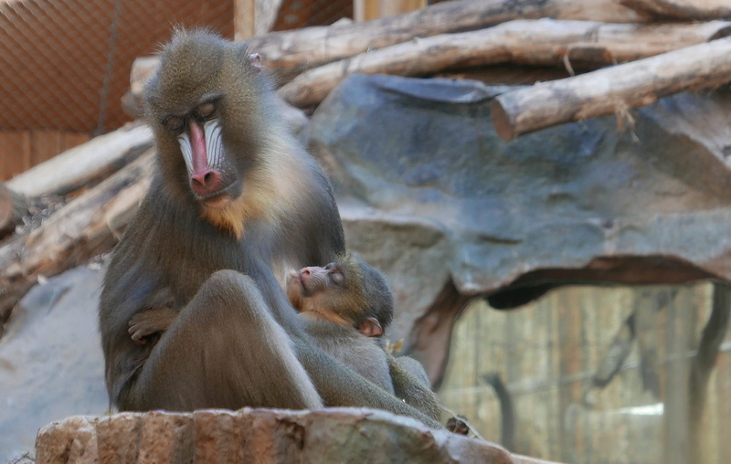 mandrill, relaxation, tree, animal, mammal, animal family, animals in the wild, old world monkeys, day, primate, baboon, sitting, 1080P, group of animals