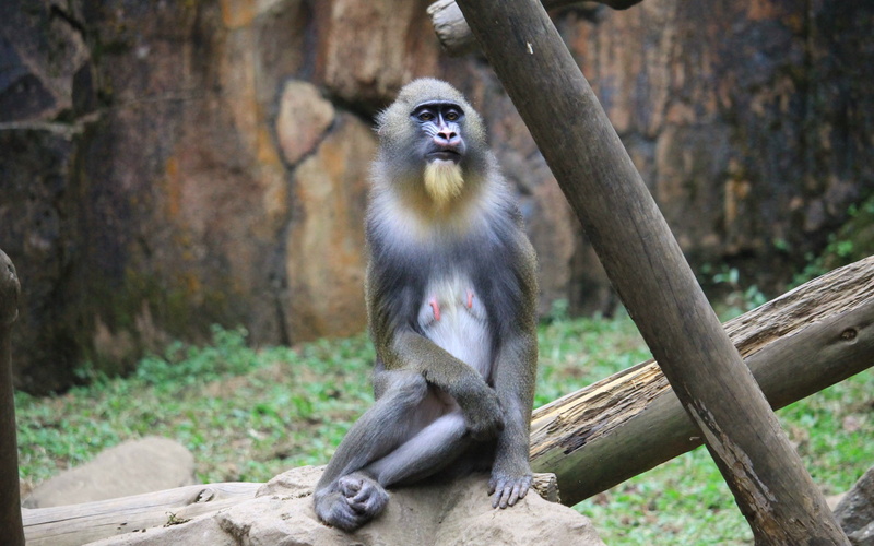 4K, sitting, mandrill, monkey backgrounds, download 3840x2400 mandrill