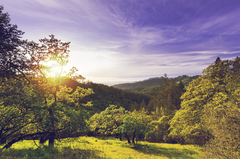 fall, no people, sun, grow, sunset, tranquility, california, green color, sonoma, cloud - sky, Valley, leafed, Sonoma, non-urban scene, sky, agriculture