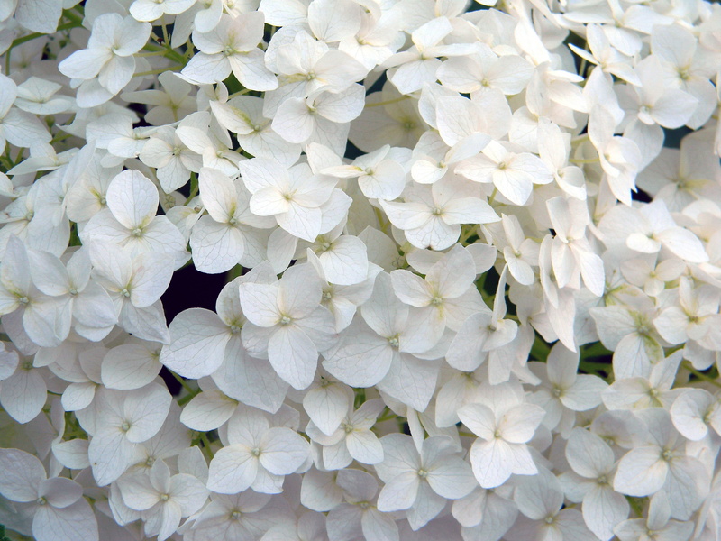 shrub, garden, flower head, hydrangea, full frame, flower, abundance, flowers, ornamental plant, garden flowers, growth, freshness, backgrounds, bloom