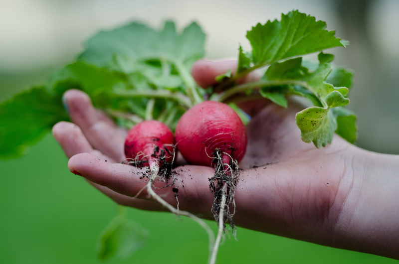 human hand, focus on foreground, healthy eating, holding, ripe, freshness, one person, hands, outdoors, roots, human body part, leaf, wellbeing, food, 4K