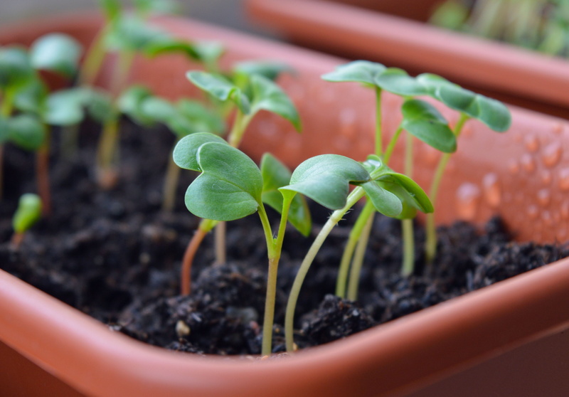 plant part, plantation, plant nursery, sprouts, beginnings, food, dacha, potted plant, no people, leaf, botany, dirt, freshness, close-up, planter, radish sprouts