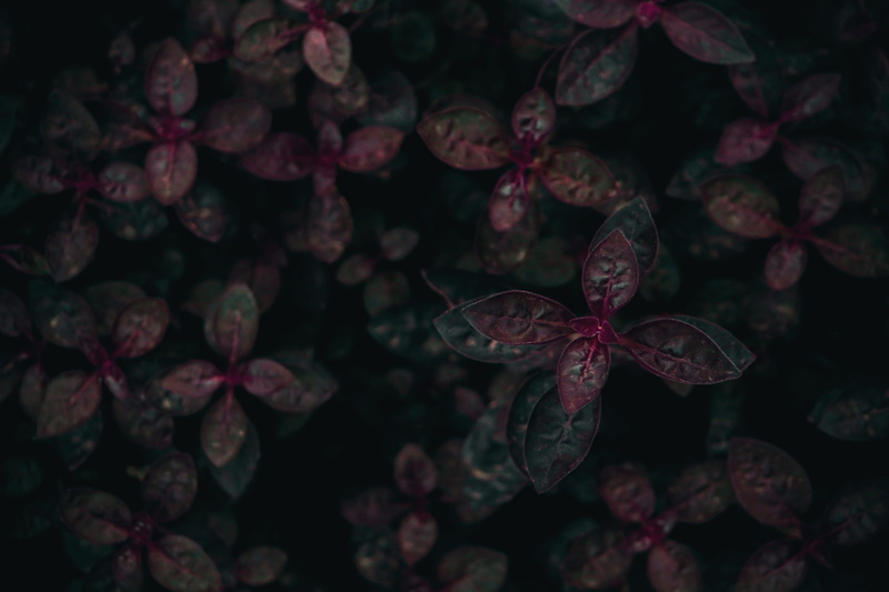 leaves, 5K, focus on foreground, shift, flower, close-up, change, petal, red, foliage, lens, outdoors, freshness, plant, day, woodland, selective, maroon